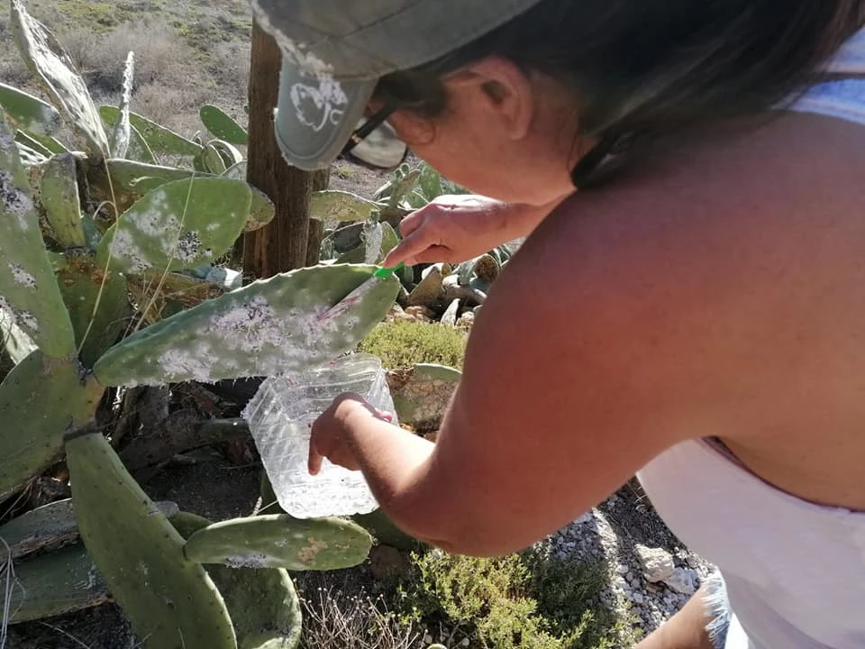 Reproducción de LA COCHINILLA