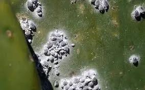 COCHINILLA SOBRE UNA PENCA